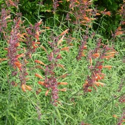 Agastache rupestre